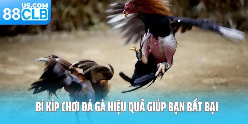 Bí kíp chơi đá gà hiệu quả giúp bạn bất bại