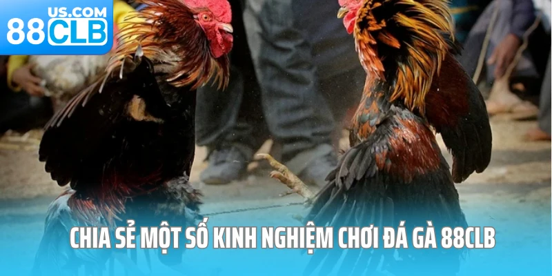 Chia sẻ một số kinh nghiệm chơi đá gà 88CLB dễ thắng 