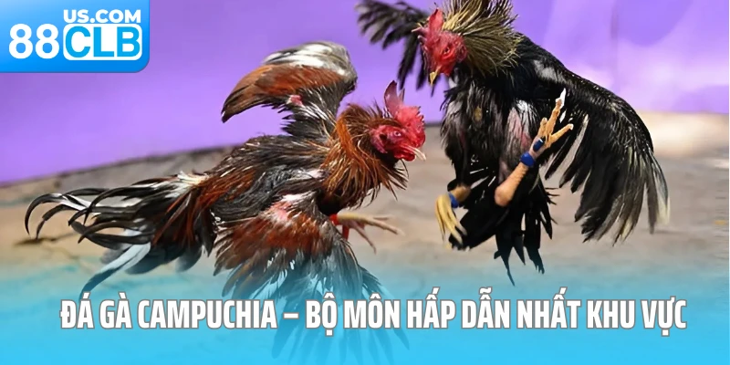 Đá gà Campuchia – Bộ môn hấp dẫn nhất khu vực