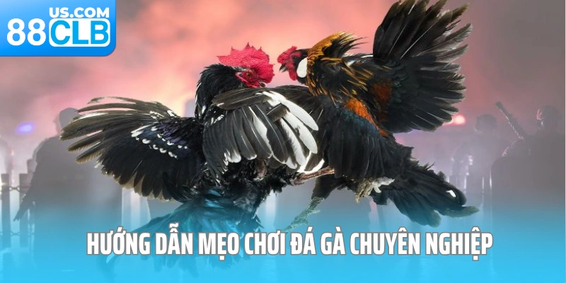 Hướng dẫn mẹo chơi đá gà chuyên nghiệp