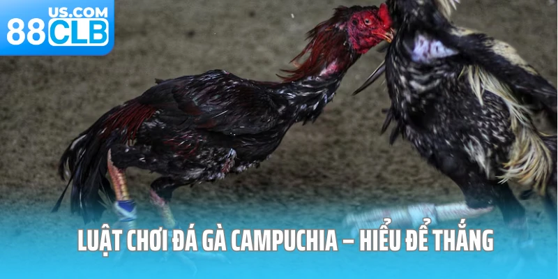 Luật chơi đá gà Campuchia – Hiểu để thắng